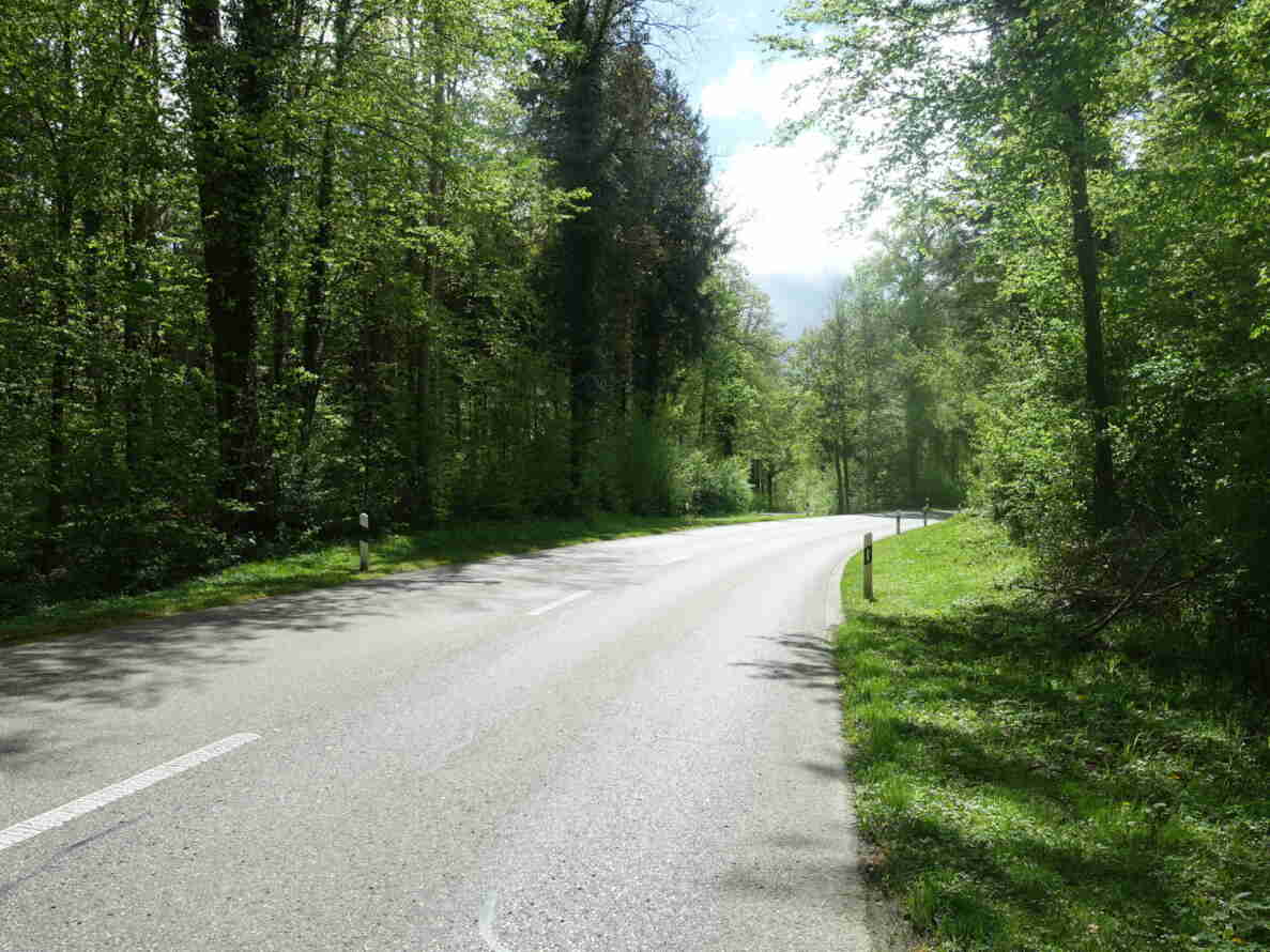 Andelfingerstrasse führt in einer sanften Rechtskurve durch ein Waldstück. Die asphaltierte Strasse ist mit Leitplanken-Randpfosten begrenzt und weist eine Mittellinie sowie einen Sicherheitsstreifen auf. Der Strassenbelag ist trocken und intakt. Keine Fahrzeuge, Personen oder Verkehrssignale sind sichtbar, die Strasse dient dem regulären Durchgangsverkehr ausserorts.